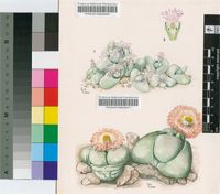 Pleiospilos nelii Schwantes