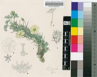 Sarcocaulon herrei L.Bolus