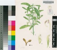 Justicia bolusii C.B.Clarke