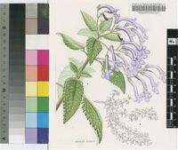 Streptocarpus hilsenbergii R.Br.