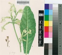 Nicotiana africana Merxm.