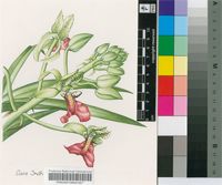 Cymbidiella pardalina (Rchb.f.) Garay