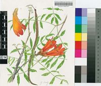 Fernandoa madagascariensis (Baker) A.H.Gentry