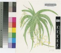 Aloe veseyi Reynolds
