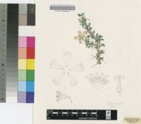 Sarcocaulon salmoniflorum Moffett