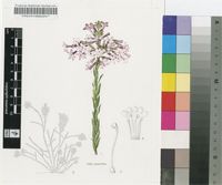 Freylinia densiflora Benth.