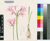 Nerine platypetala McNeil
