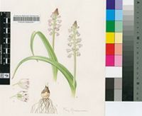 Lachenalia convallariodora Stapf
