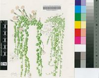 Senecio rowleyanus H.Jacobsen