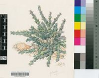 Euphorbia venteri L.C.Leach ex R.H.Archer & S.Carter