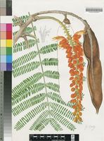 Colvillea racemosa Bojer ex Hook.