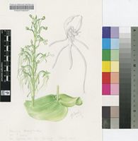 Habenaria kraenzliniana Schltr.