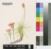 Kleinia schwartzii L.E.Newton