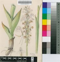 Satyrium ocellatum Bolus