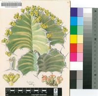 Euphorbia grandialata R.A.Dyer