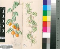 Adenia glauca Schinz