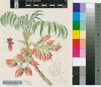 Melianthus insignis Kuntze