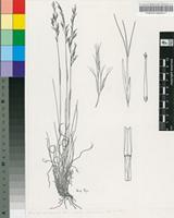 Aristida canescens Henrard subsp. canescens