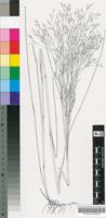 Agrostis eriantha Hack. var. eriantha