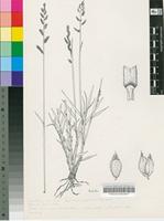 Brachiaria serrata (Thunb.) Stapf