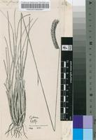 Harpochloa falx (L.f.) Kuntze