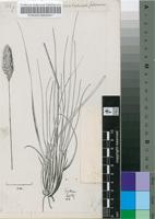Fingerhuthia sesleriiformis Nees