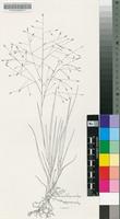Eragrostis patentissima Hack.