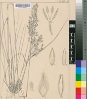 Tricholaena setifolia Stapf