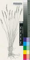 Styppeiochloa gynoglossa (Gooss.) De Winter
