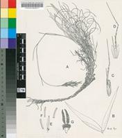 Pentameris hirtiglumis N.P.Barker