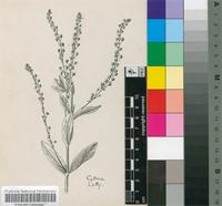 Veronica anagallis L.