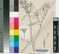 Picris echioides L.