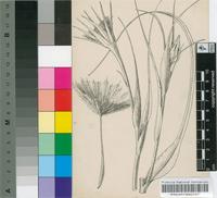 Tragopogon porrifolius L.