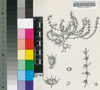 Paronychia brasiliana DC.