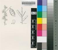 Acacia somalensis Vatke