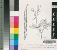 Acacia walwalensis Gilliland