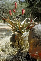 Aloe excelsa A.Berger