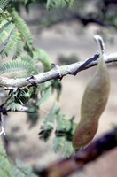Acacia erubescens Welw. ex Oliv.