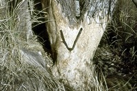 Acacia caffra (Thunb.) Willd.