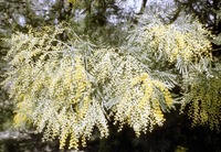 Acacia decurrens Willd.