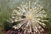 Boophone disticha (L.f.) Herb.