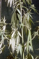 Cannabis sativa L.