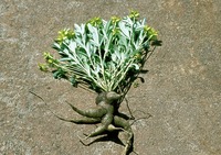 Eriosema pauciflorum Klotzsch