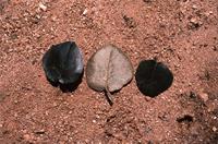 Androstachys johnsonii Prain