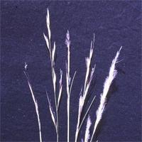 Stipagrostis sp.