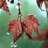 Acer palmatum Thunb.