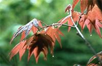 Acer palmatum Thunb.