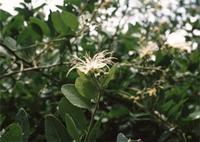 Capparis tomentosa Lam.