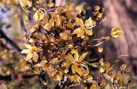 Cassia abbreviata Oliv. subsp. beareana (Holmes) Brenan