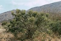Euphorbia tirucalli L.